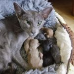 Lola and her kittens