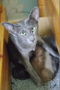 Lola in the drawer