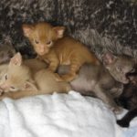 All six kittens