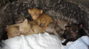 All six kittens
