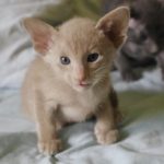 Fawn kitten