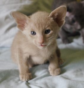 Fawn kitten