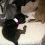 Kittens 20th May