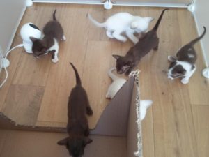 All 6 kittens