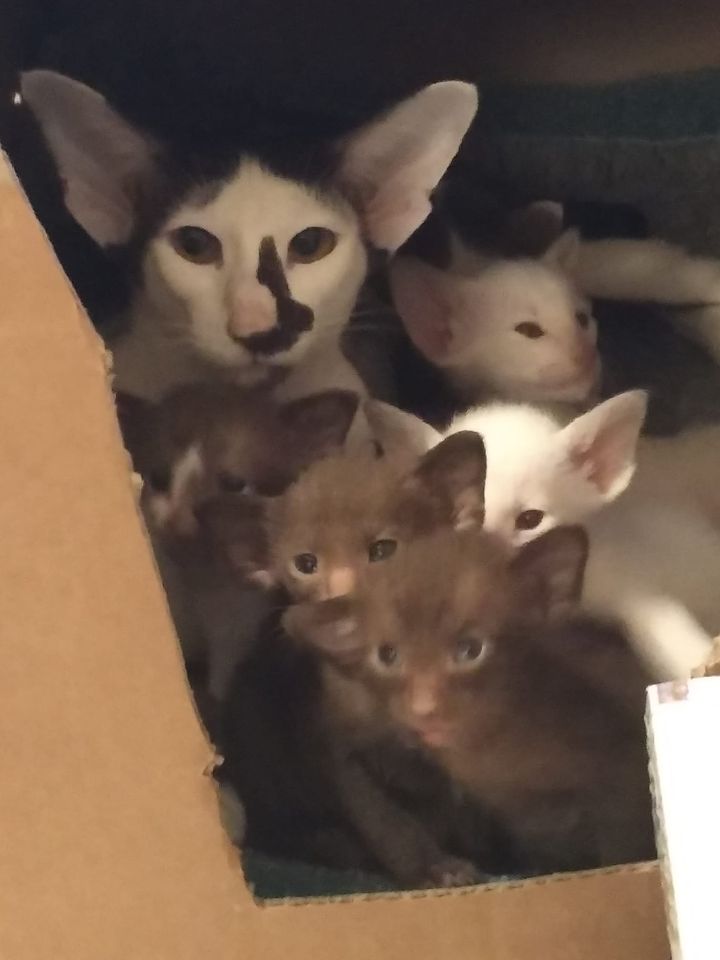Sadie and her kittens