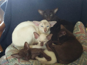 Tia & Dennis with Siamese & Havana kittens